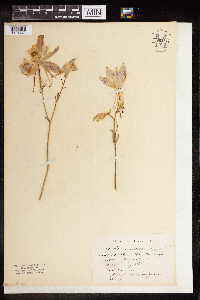 Aquilegia coerulea image