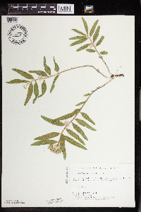 Asclepias lanuginosa image