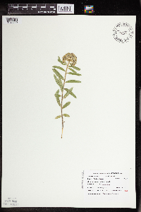 Asclepias lanuginosa image