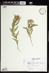 Asclepias lanuginosa image