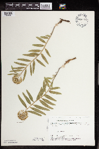 Asclepias lanuginosa image