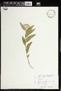 Asclepias lanuginosa image