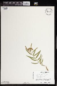 Asclepias lanuginosa image