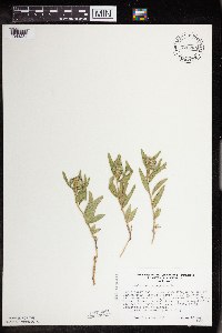 Asclepias lanuginosa image