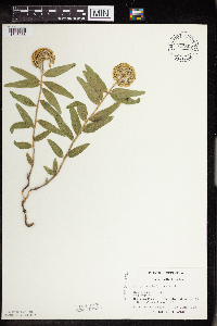 Asclepias lanuginosa image