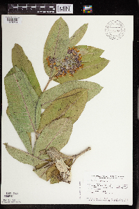 Asclepias speciosa image