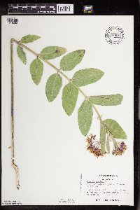 Asclepias speciosa image