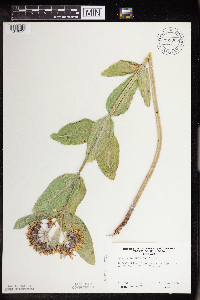 Asclepias speciosa image