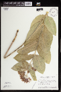 Asclepias speciosa image