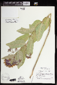 Asclepias speciosa image