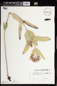 Asclepias speciosa image