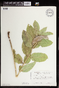 Asclepias speciosa image