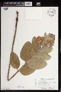 Asclepias speciosa image