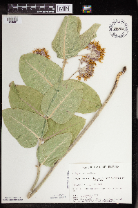 Asclepias speciosa image