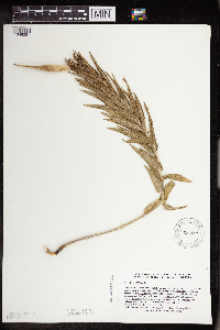 Asclepias tuberosa image