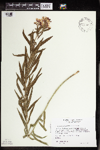 Asclepias tuberosa image
