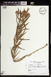 Asclepias tuberosa image