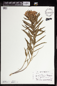 Asclepias tuberosa image