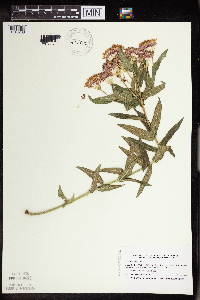 Asclepias tuberosa image