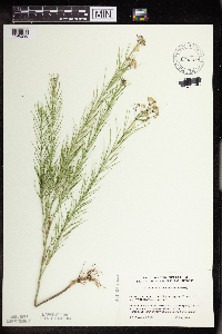 Asclepias verticillata image