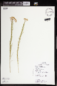 Asclepias verticillata image