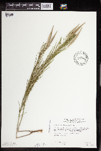 Asclepias verticillata image