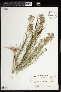 Asclepias verticillata image