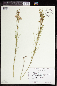 Asclepias verticillata image