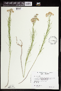 Asclepias verticillata image