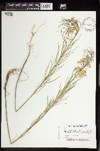 Asclepias verticillata image