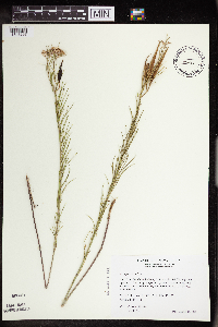 Asclepias verticillata image