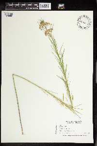 Asclepias verticillata image