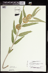 Asclepias viridiflora image