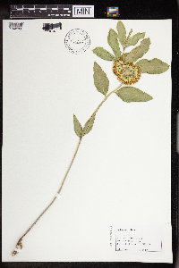 Asclepias viridiflora image