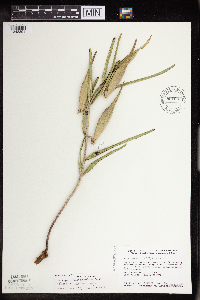 Asclepias viridiflora image