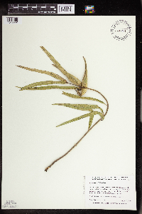 Asclepias viridiflora image