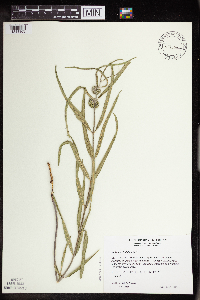 Asclepias viridiflora image