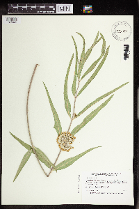 Asclepias viridiflora image