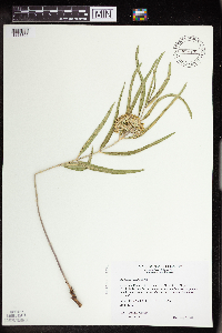 Asclepias viridiflora image