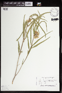 Asclepias viridiflora image