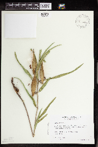 Asclepias viridiflora image