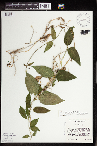 Cynanchum louiseae image