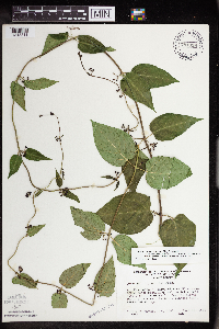 Cynanchum louiseae image