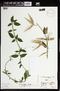 Cynanchum louiseae image