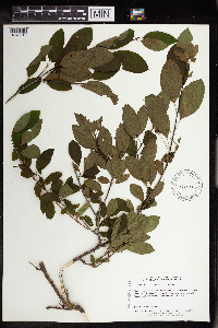 Ilex mucronata image