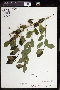 Ilex mucronata image