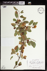 Ilex mucronata image