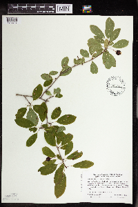 Ilex mucronata image
