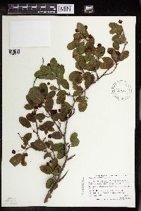 Ilex mucronata image