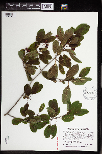 Ilex mucronata image